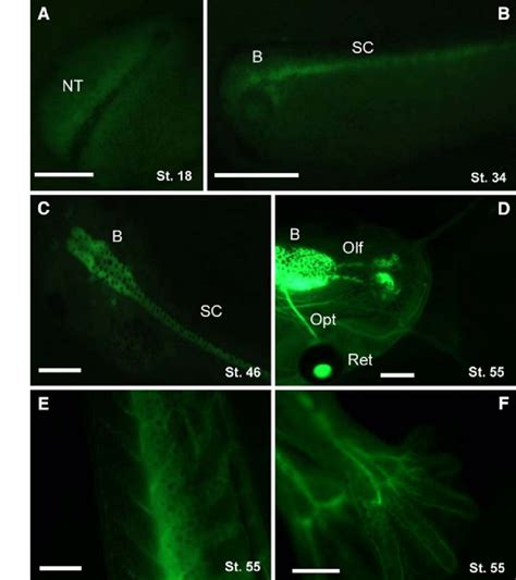 In vivo expression of the NbTub.